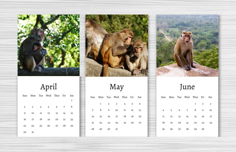 Monkey Calendar 2024 Mini Desk Calendar Monkey Calendar Etsy UK