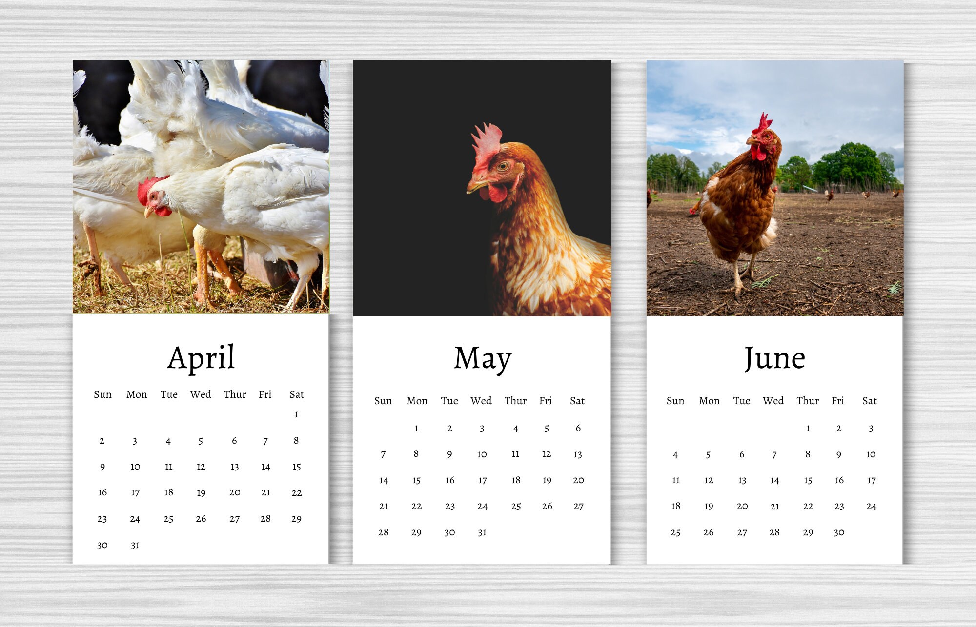 Chicken Calendar 2024 Mini Desk Calendar Chicken Calendar 20242025