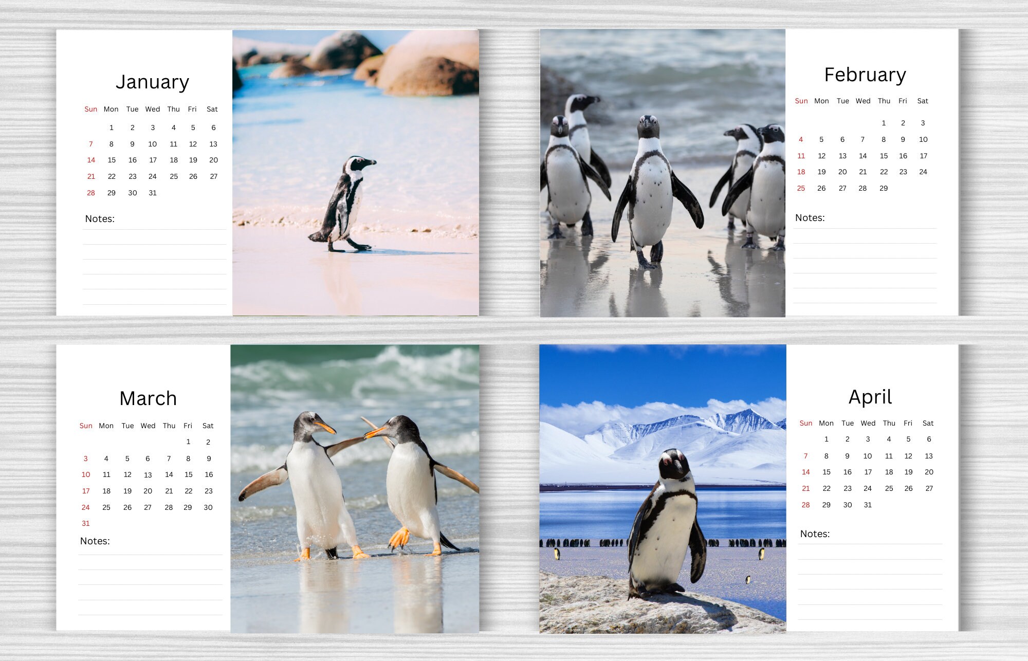 Penguin Desk Calendar 2024 Desktop Calendar Penguin Etsy UK