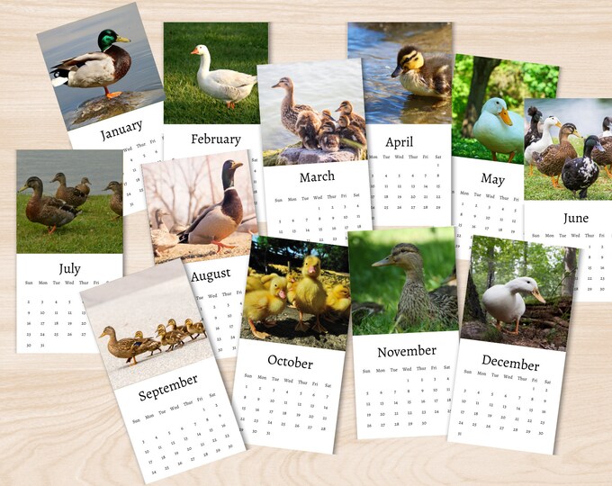 Duck Calendar 2024 Mini Desk Calendar Duck Calendar 20242025 Perfect