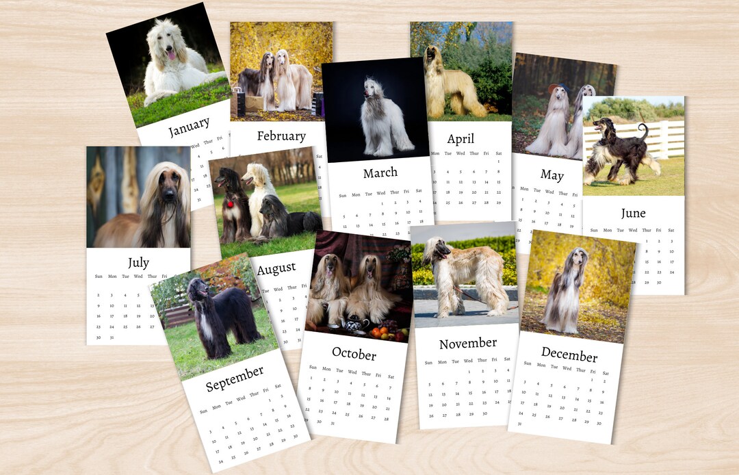 Afghan Hound Calendar 2024 Mini Desk Calendar Afghan Hound Calendar