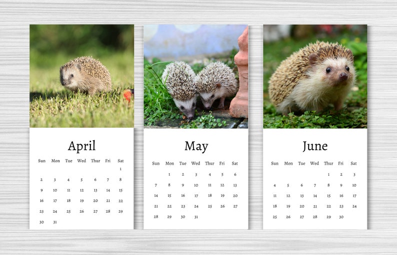 Hedgehog Calendar 2025 Mini Desk Calendar Hedgehog Calendar 20242025