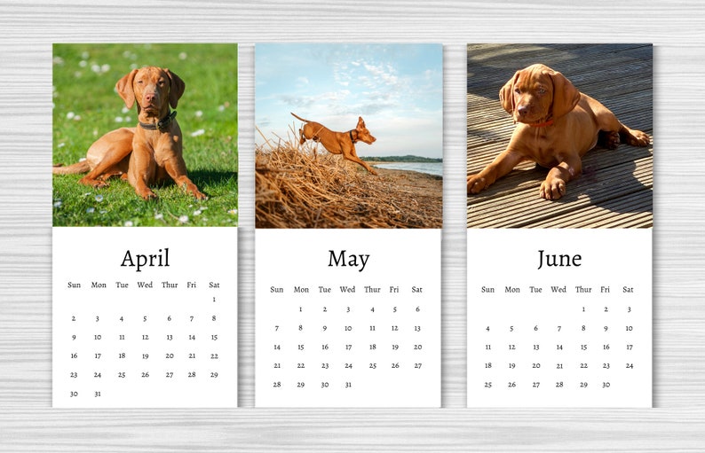 Hungarian Vizsla Calendar 2024 Mini Desk Calendar - Etsy Ireland