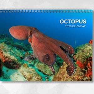 May include: A 2026 calendar with a striking image of an octopus underwater. The octopus is a reddish-brown hue, with a textured skin. The calendar displays the words "OCTOPUS" and "2026 CALENDAR" in white text against a blue background.