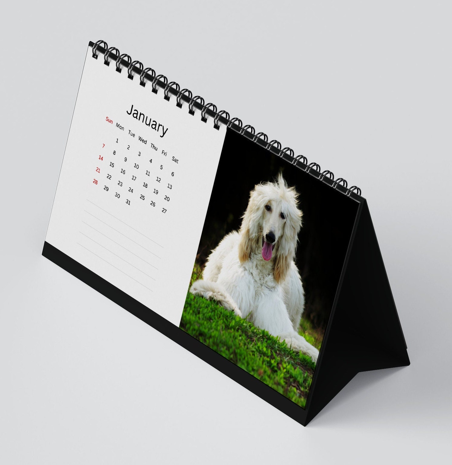 Afghan Hound Calendar 2024 Desk Calendar Afghan Hound Calendar 2024