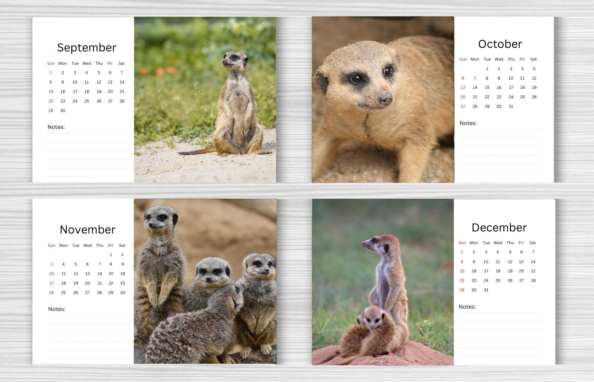 Meerkat Desk Calendar 2024 Desktop Calendar Meerkat Etsy