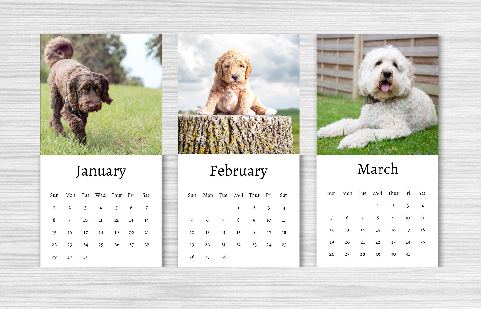 Labradoodle Calendar 2024 Mini Desk Calendar Labradoodle Etsy Canada