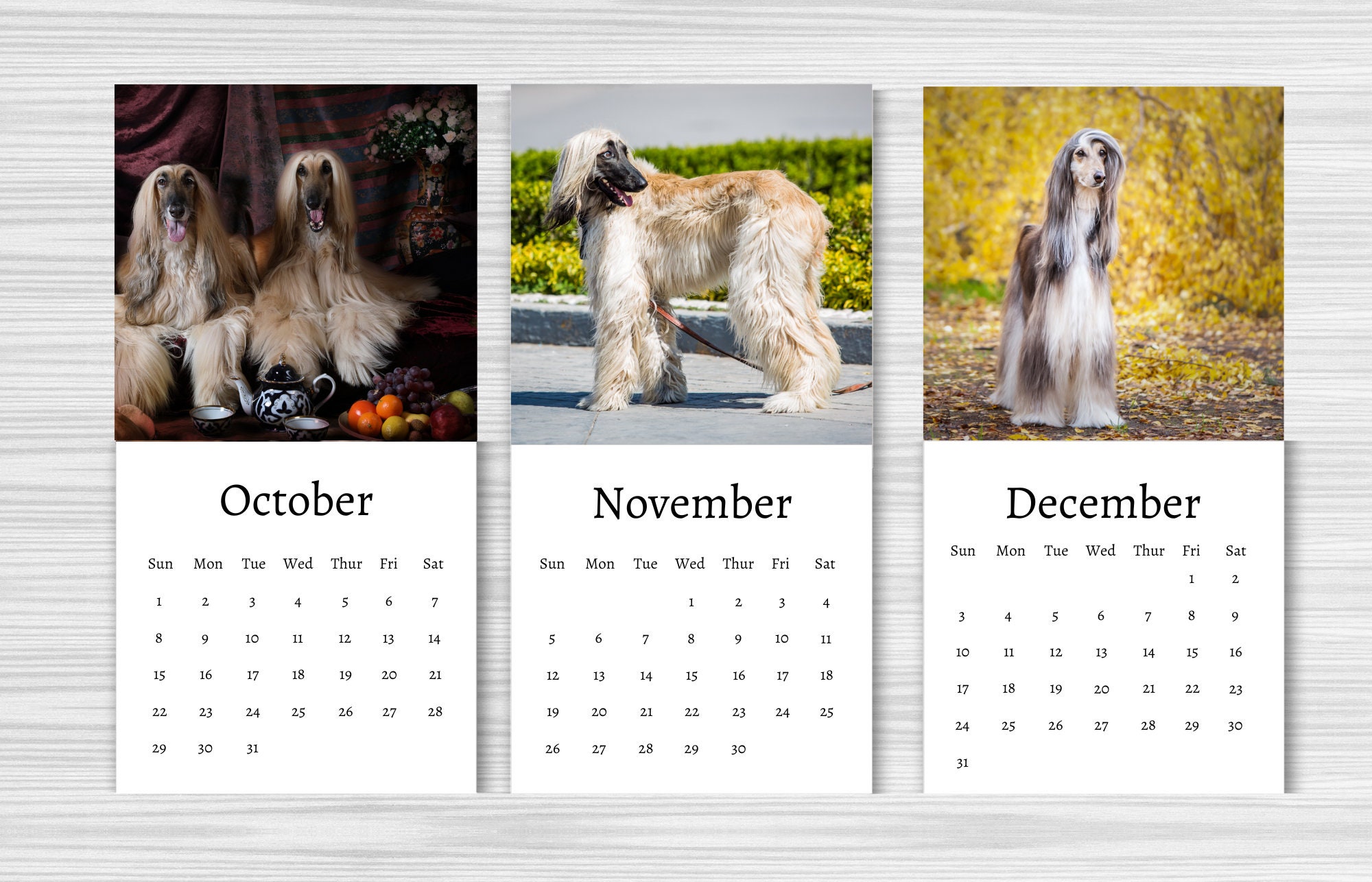 Afghan Hound Calendar 2024 Mini Desk Calendar Afghan Hound Calendar