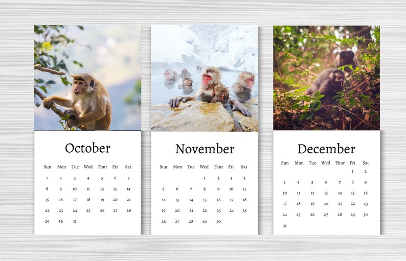 Monkey Calendar 2024 Mini Desk Calendar Monkey Calendar Etsy UK