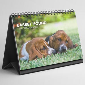 Puede incluir: Calendario de escritorio con soporte negro y encuadernación en espiral. Muestra dos cachorros Basset Hound sobre hierba. El texto "BASSET HOUND 2026 DESK CALENDAR" está impreso en la portada.