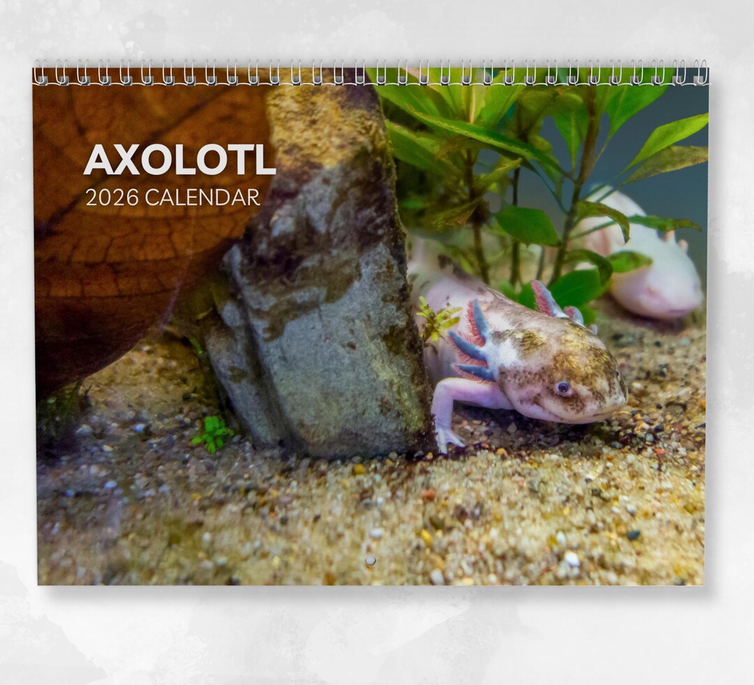 Axolotl Calendar 2026 Monthly Wall Calendar With Notes Opens To A3 Axolotl Calendar 2026 Monthly Wall Calendar With Notes Opens To A3