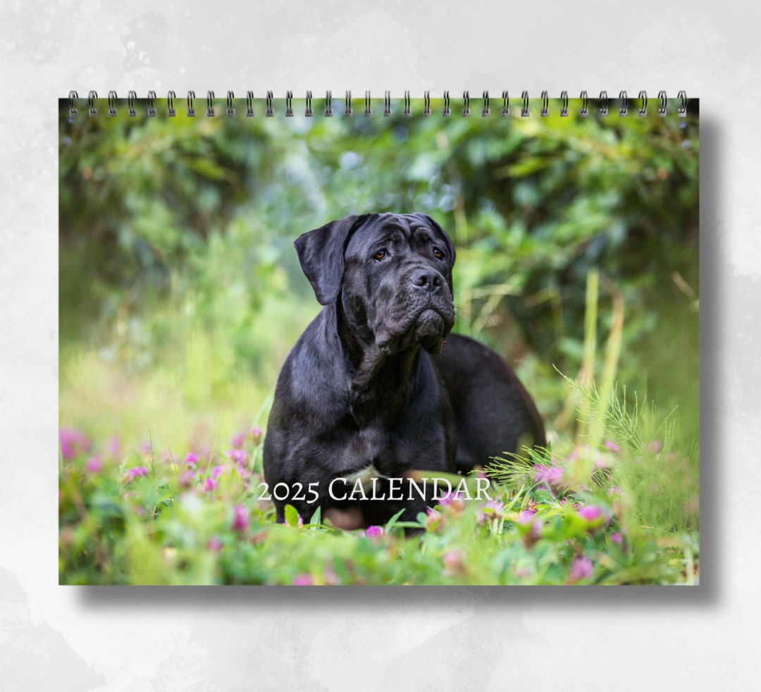 Cane Corso Calendar 2025 Monthly Wall Calendar With Notes, Opens to A3