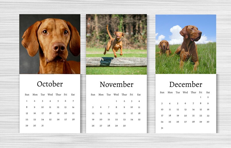 Hungarian Vizsla Calendar 2024 Mini Desk Calendar - Etsy Ireland