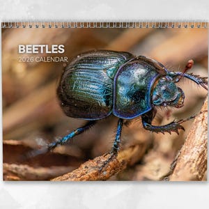 May include: A spiral-bound calendar with a detailed image of a beetle. The beetle has a shiny, iridescent shell in shades of black and blue. The calendar's cover displays the text "BEETLES 2026 CALENDAR" in white.