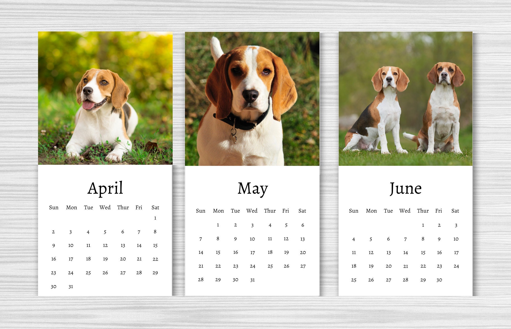 Beagle Calendar 2024 Mini Desk Calendar Beagle Calendar Etsy UK