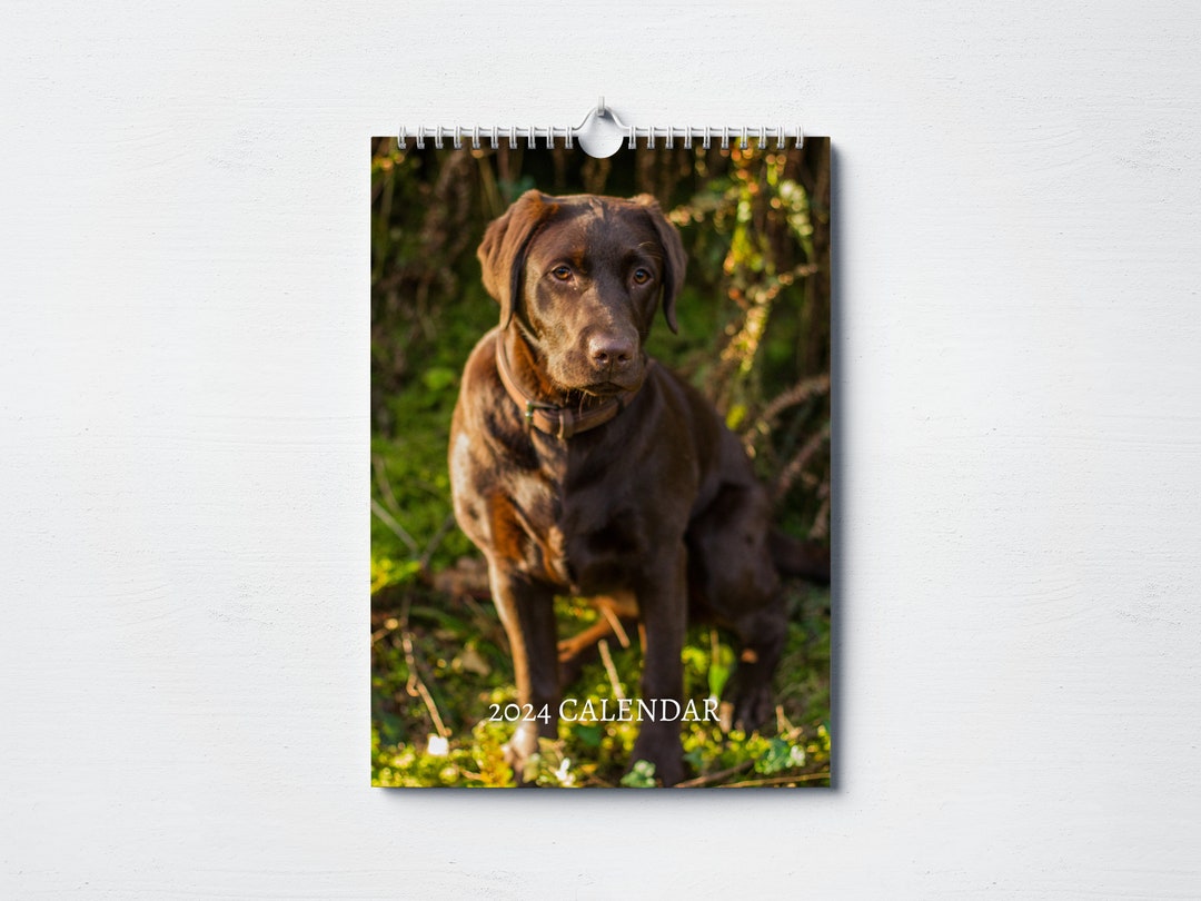 Chocolate Labrador Calendar 2024 Monthly Wall Calendar, A4 Size Hanging