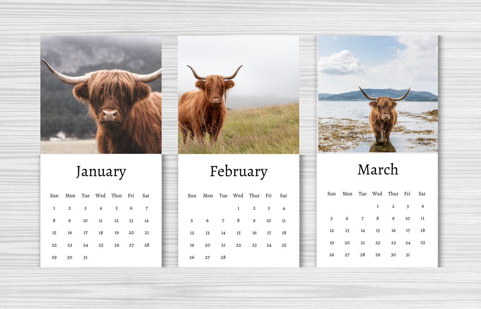 Highland Cow Calendar 2024 Mini Desk Calendar Highland Cow Etsy UK