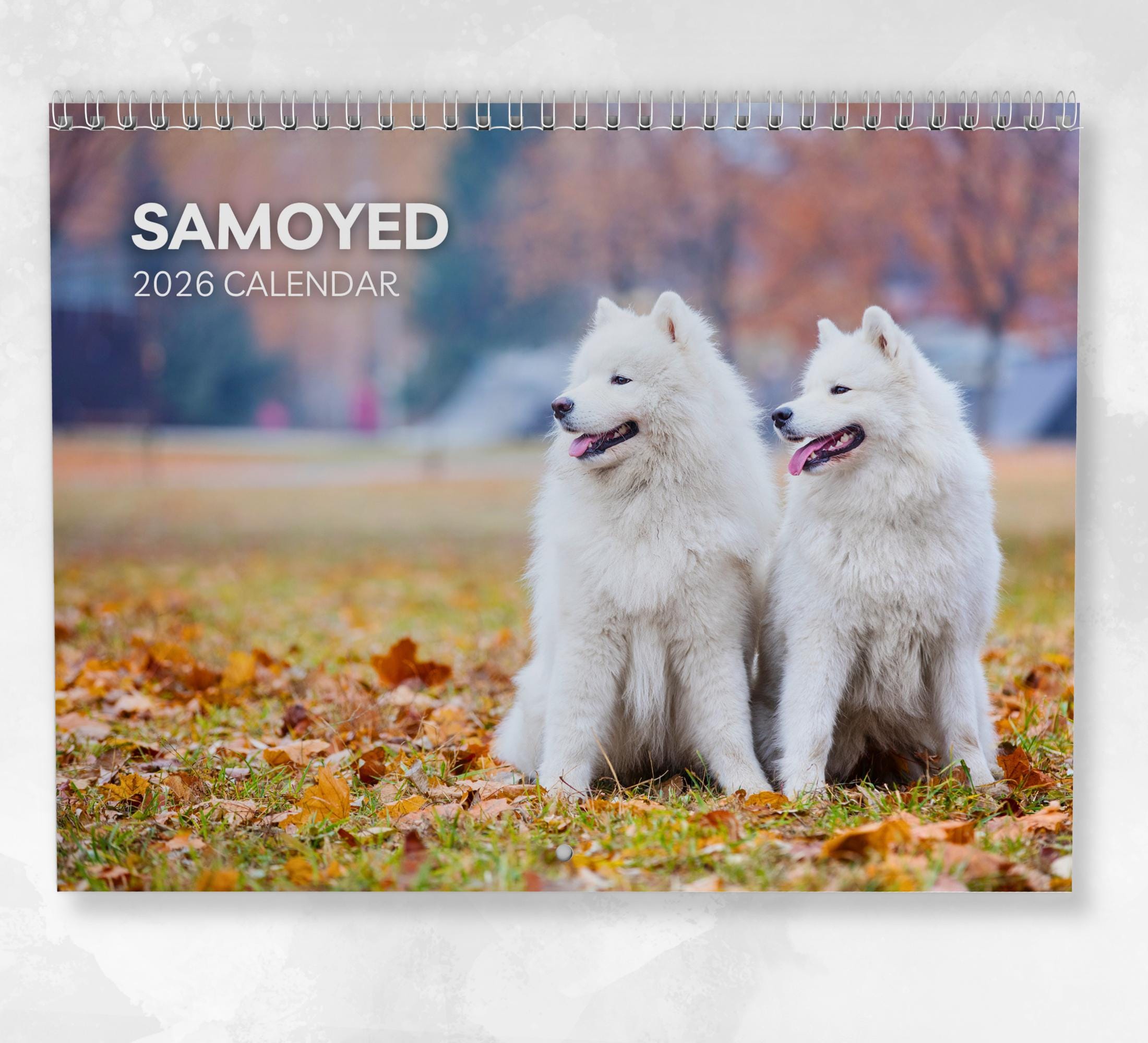 2026 Samoyed Calendar - Dog Breed Wall Calendar - 12 X 24 Open - Thick No-Bleed