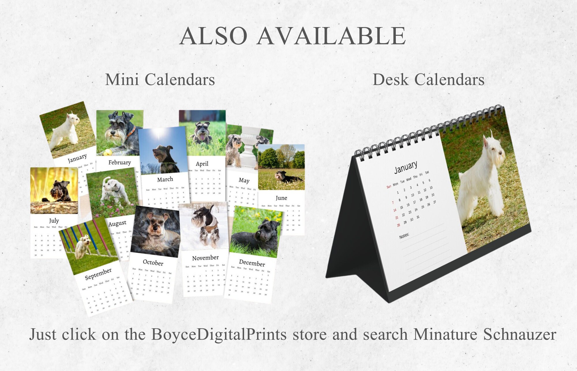Miniature Schnauzer Calendar 2024 Monthly Wall Calendar, A4 Hanging
