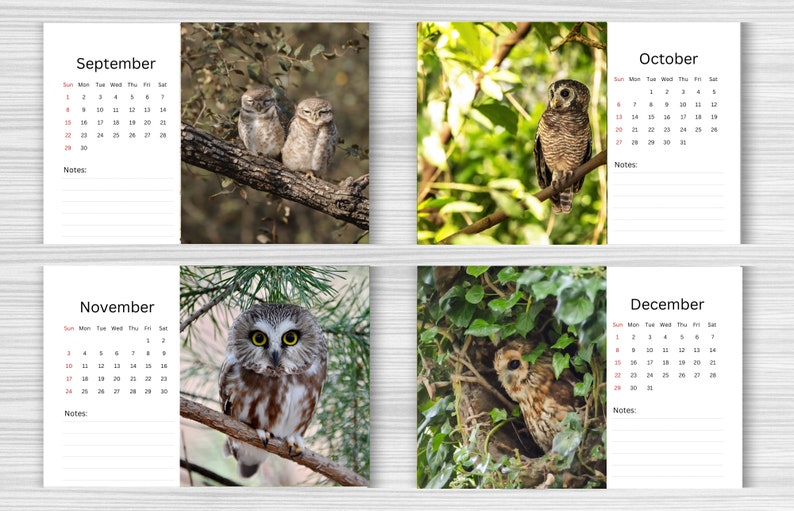 Owl Desk Calendar 2024 Desktop Calendar Owl Calendar Etsy