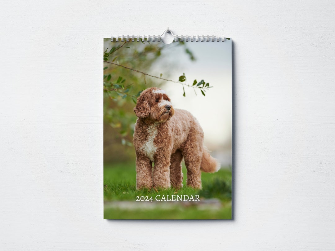Labradoodle Calendar 2024 Monthly Wall Calendar, A4 Hanging Calendar