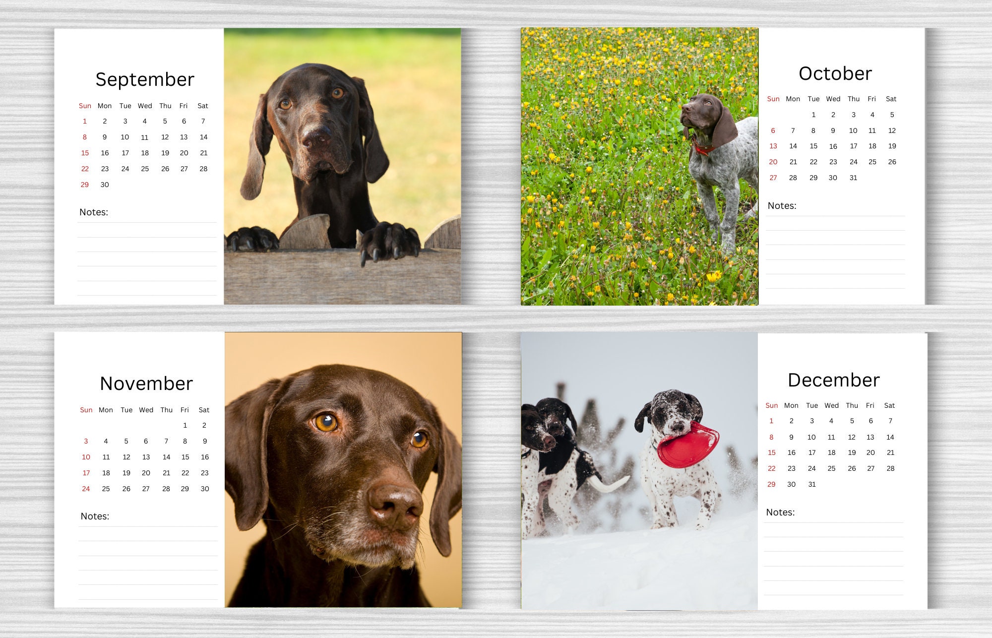 German Shorthaired Pointer Desk Calendar 2024 Desktop Etsy German Shorthaired Pointer Desk Calendar 2024 Desktop Etsy