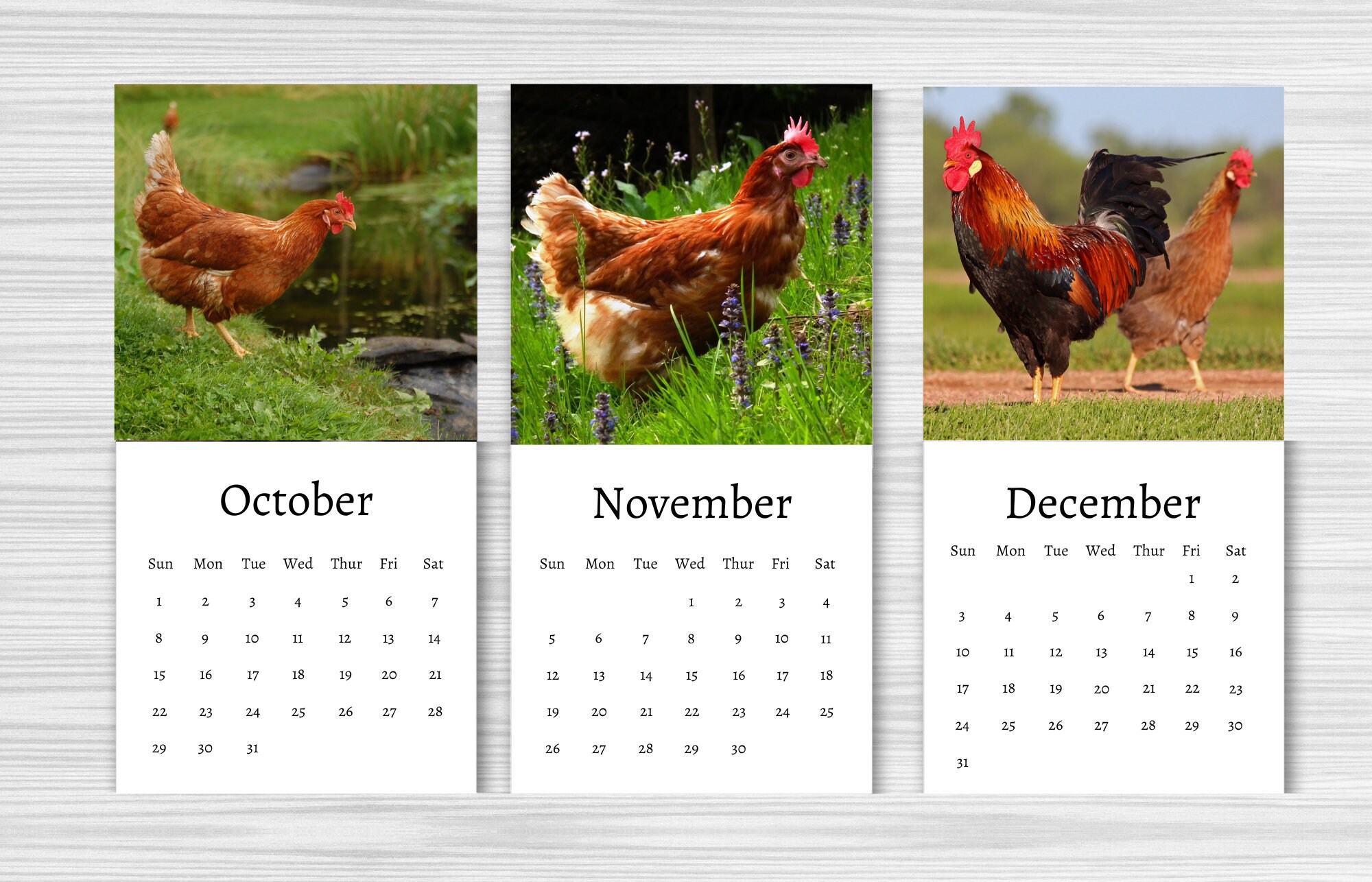 Chicken Calendar 2024 Mini Desk Calendar Chicken Calendar 20242025