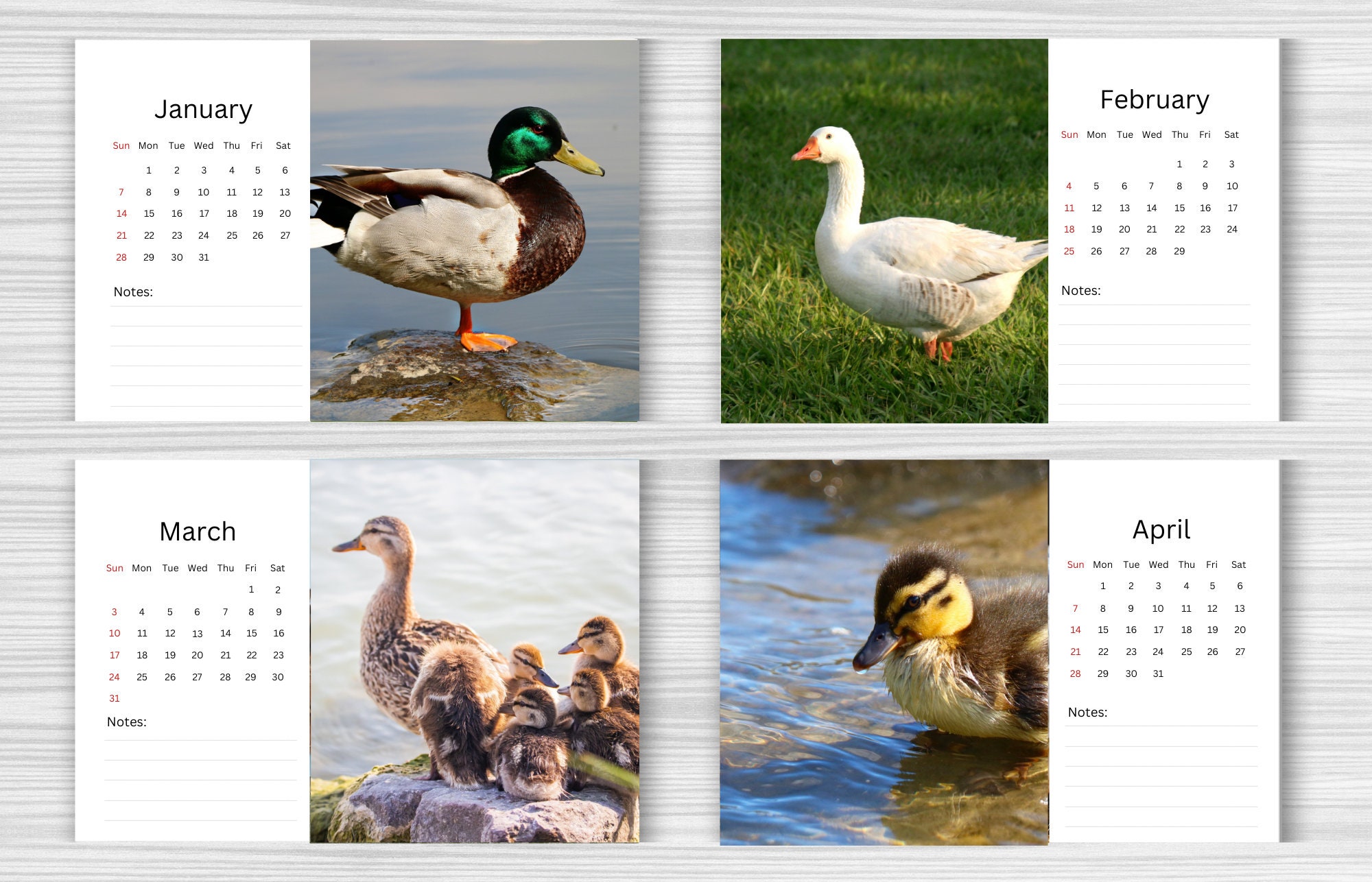 Duck Desk Calendar 2024 Desktop Calendar Duck Calendar 20242025
