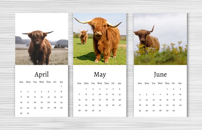 Highland Cow Calendar 2024 Mini Desk Calendar Highland Cow Etsy UK