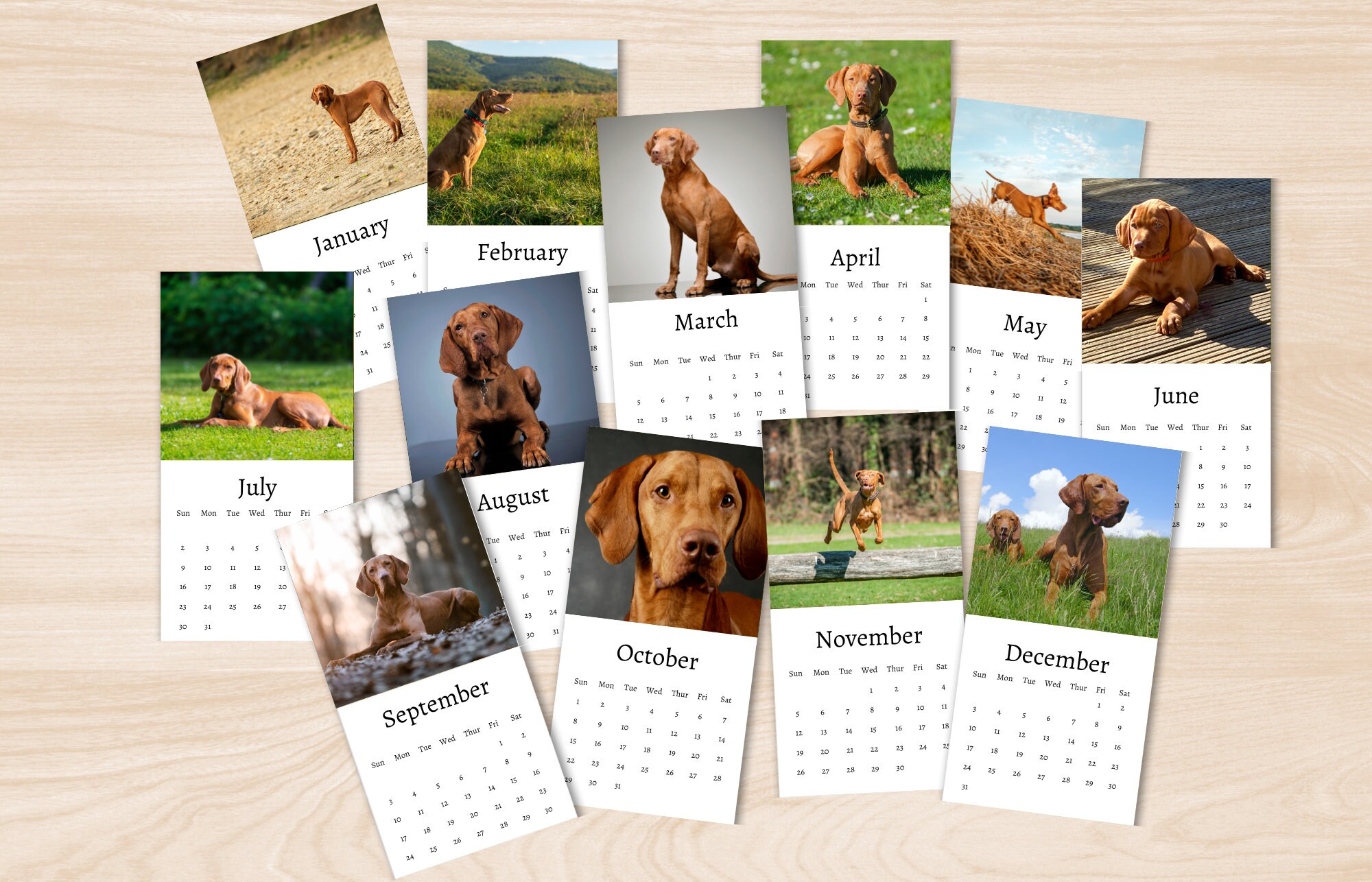Hungarian Vizsla Calendar 2024 Mini Desk Calendar Etsy Ireland