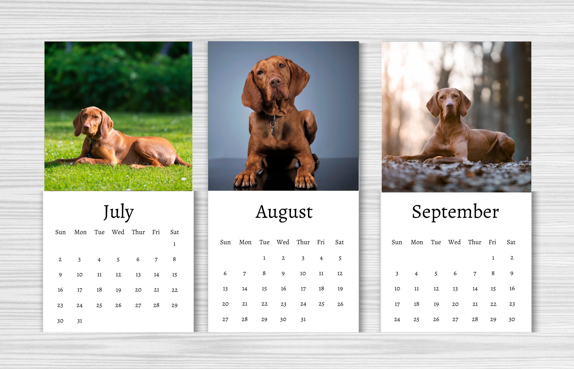 Hungarian Vizsla Calendar 2024 Mini Desk Calendar Etsy Canada