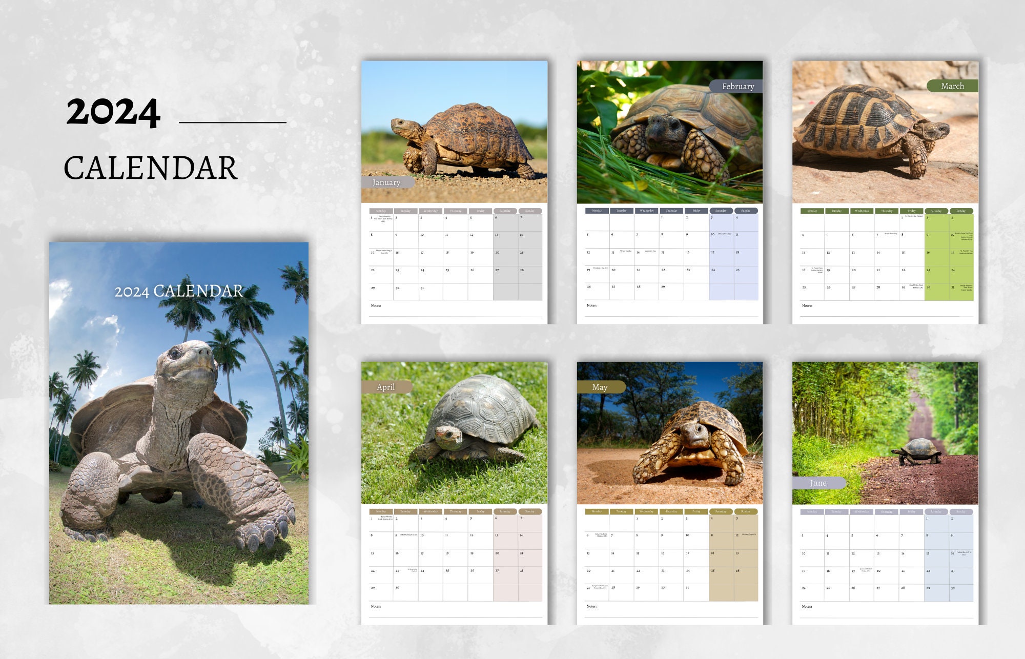 Tortoise Calendar 2024 Monthly Wall Calendar A4 Hanging Etsy UK