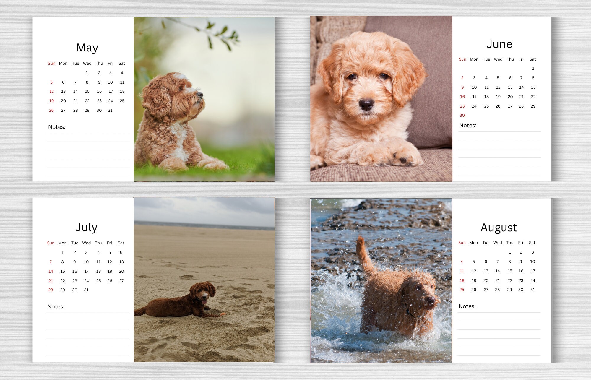 Labradoodle Desk Calendar 2024 Desktop Calendar Etsy Australia