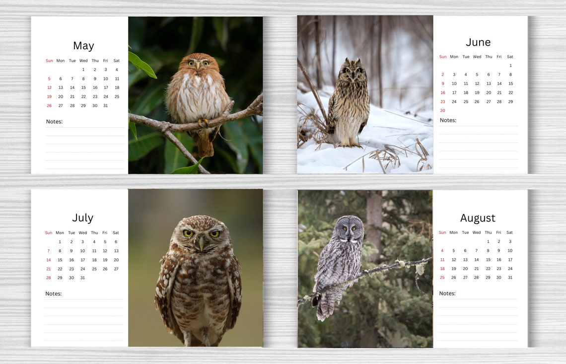 Owl Desk Calendar 2024 Desktop Calendar Owl Calendar Etsy