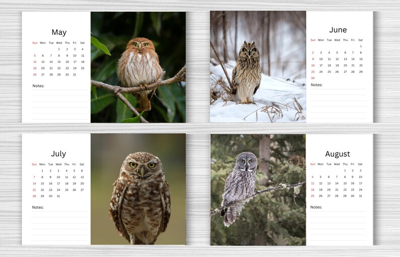 Owl Desk Calendar 2024 Desktop Calendar Owl Calendar 20242025 Perfect