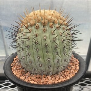 Copiapoa Cinerea Columna Alba 10 Fresh Cactus Seeds - Etsy