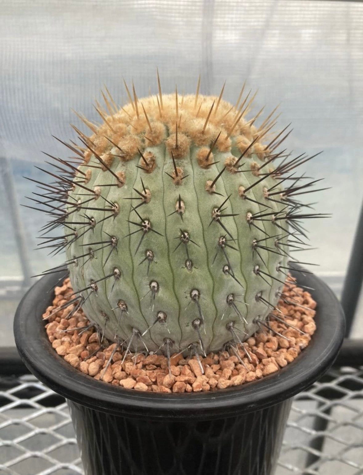 Copiapoa Cinerea Columna Alba 10 Fresh Cactus Seeds - Etsy