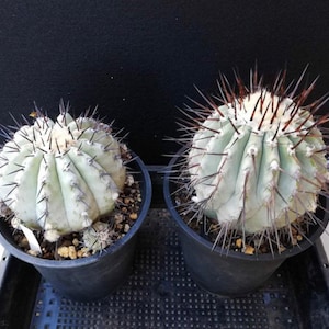 Copiapoa Cinerea 10 fresh Cactus Seeds