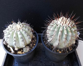 Copiapoa Cinerea 10 graines de cactus fraîches