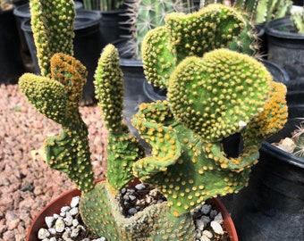 Opuntia microdasys - prickly pear - crested bunny ears - 6" size pot