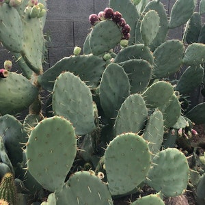 Opuntia lindheimeri - Prickly Pear - 100 seeds or 3 pads per order