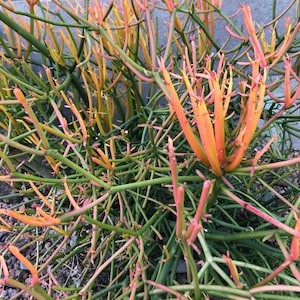 Euphorbia Tirucalli - Firestick cactus - pencil cactus - 1g size plant