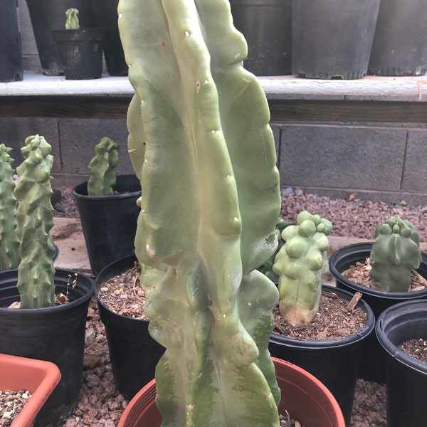 Lophocereus schottii var. monstrous - Totem Pole Cactus