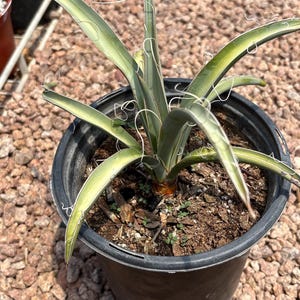 Yucca Baccata- Banana Yucca – Blue Yucca - 1g size plant