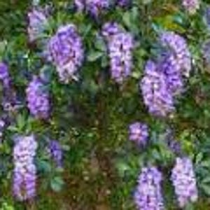 May include: A close-up of a flowering plant with clusters of purple flowers and green leaves. The flowers are in full bloom, creating a vibrant display of color and texture. The plant appears to be growing outdoors.