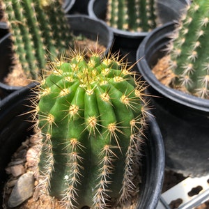 euphorbia cactus #ES11 EXACT Euphorbia Coerulescens Specimen 20”+ main image 0