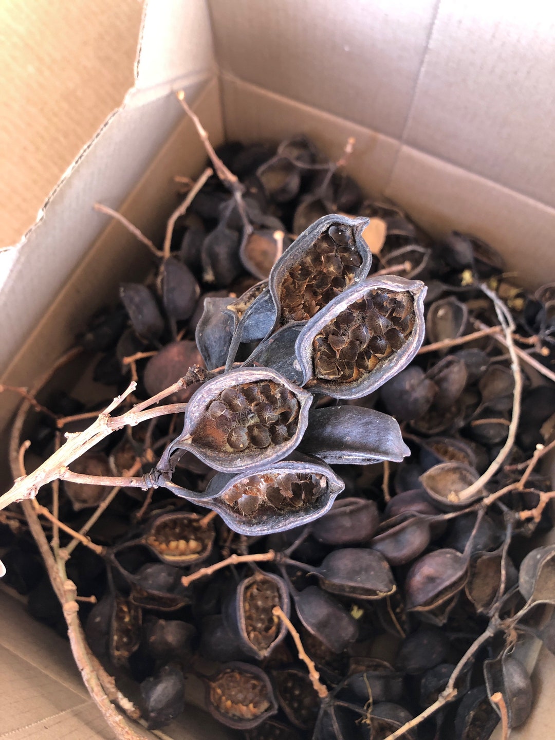 Brachychton Australian Bottle Tree Seed Pods Large Box Full Etsy
