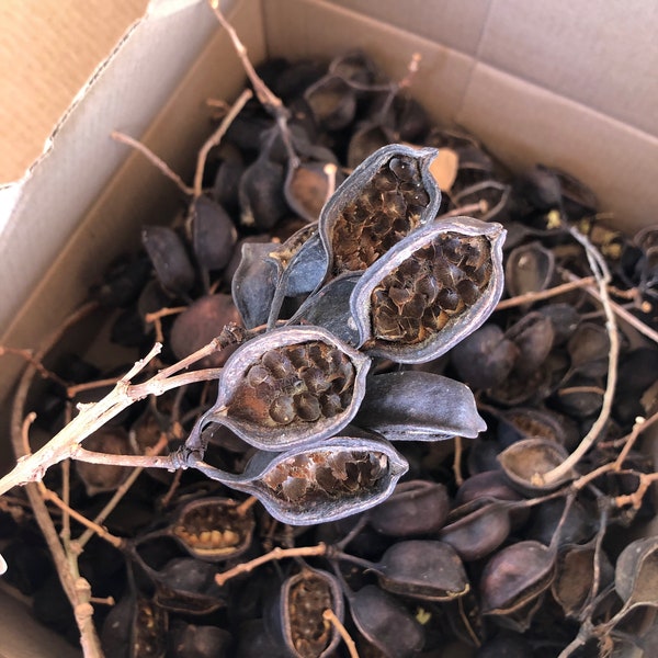 Brachychton - Australian Bottle Tree Seed Pods - large box full