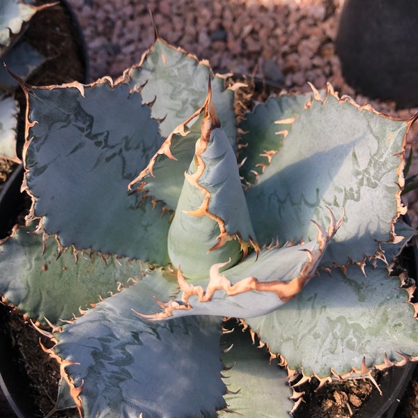 Agave titanota lion's mane - 6" - 7" across