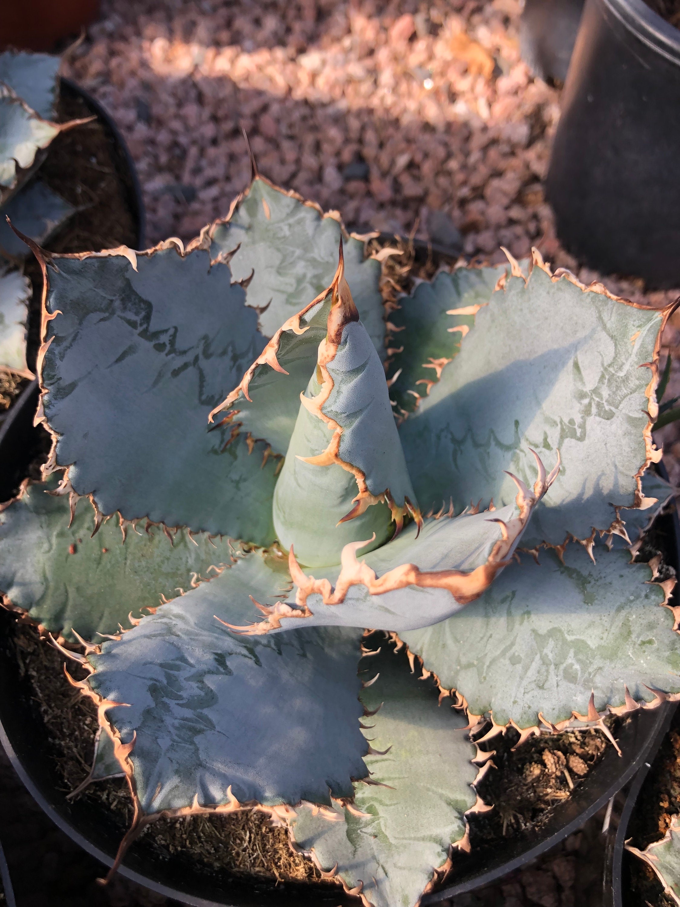 Agave titanota “ Lions mane “ アガベ チタノタ ライオンズメーン US